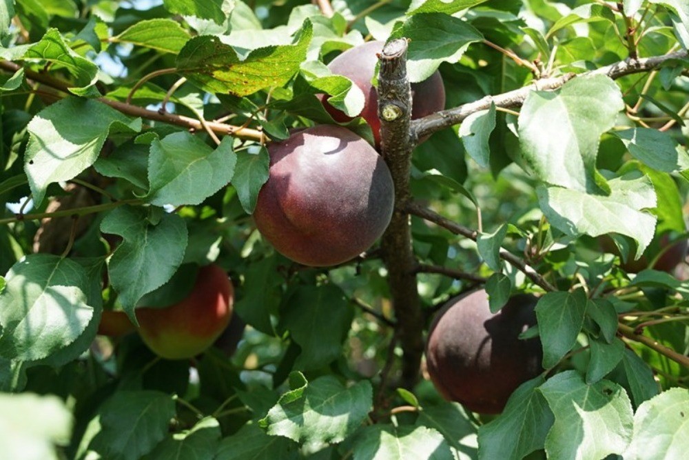 Пюсы и минусы сорта