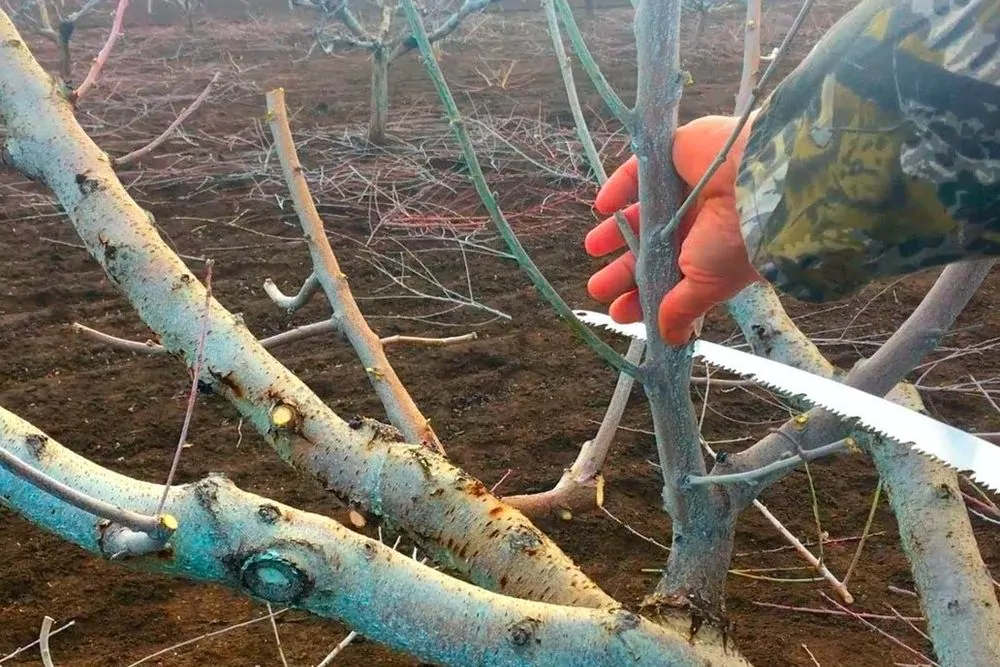 Омоложение груши обрезкой