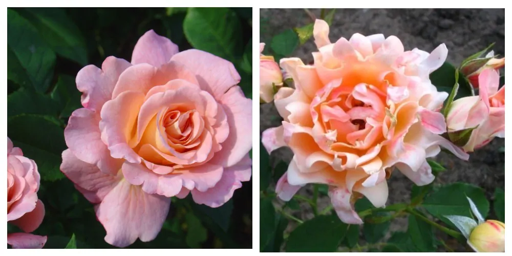 Галакси раффлз дрим