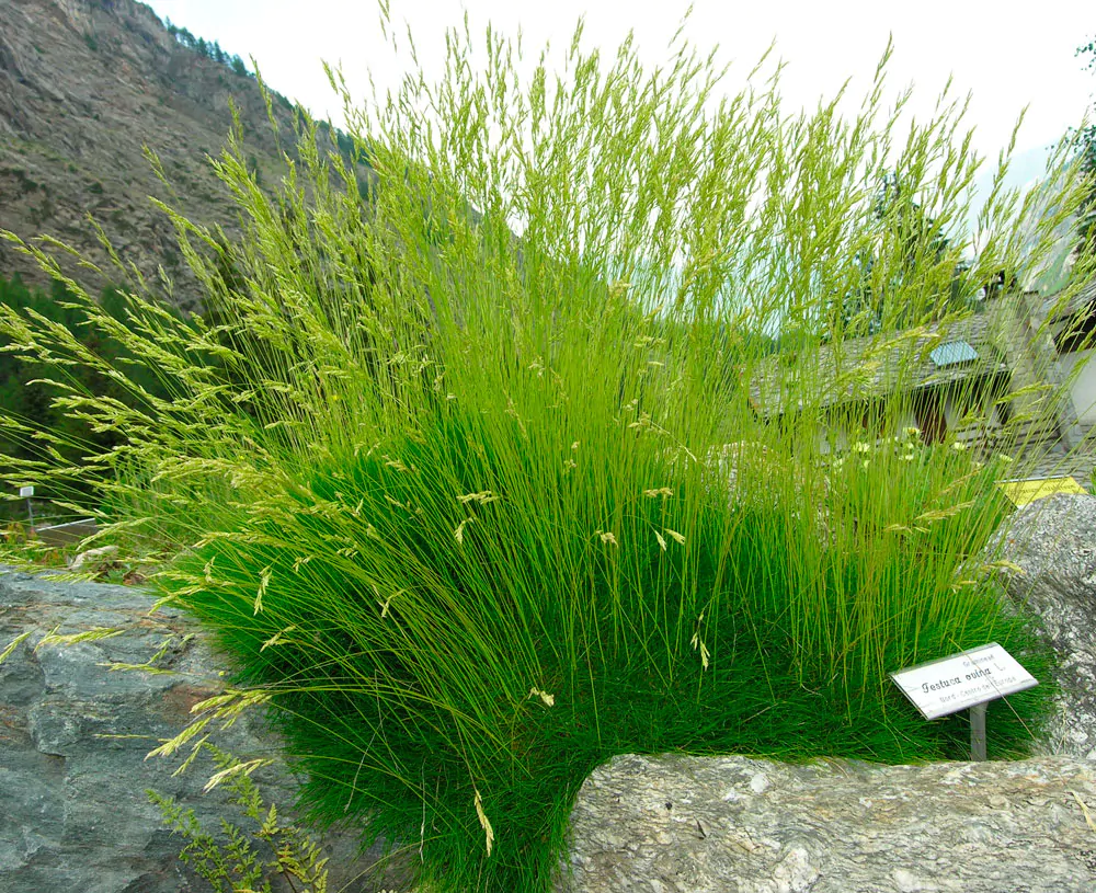 festuca-ovina